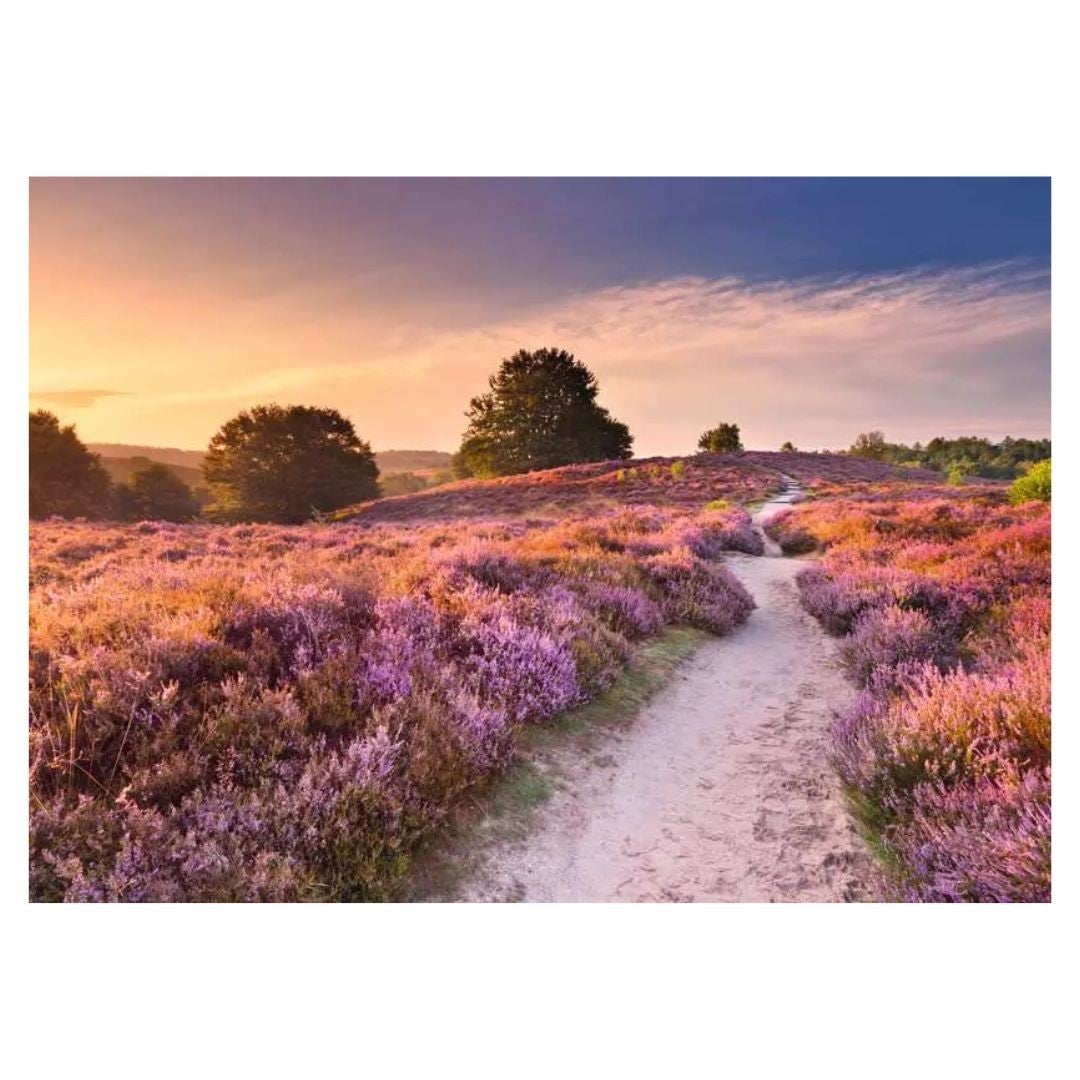 Puzzle - Pink Pathway (Beautiful Walkways) 1000 Pc.